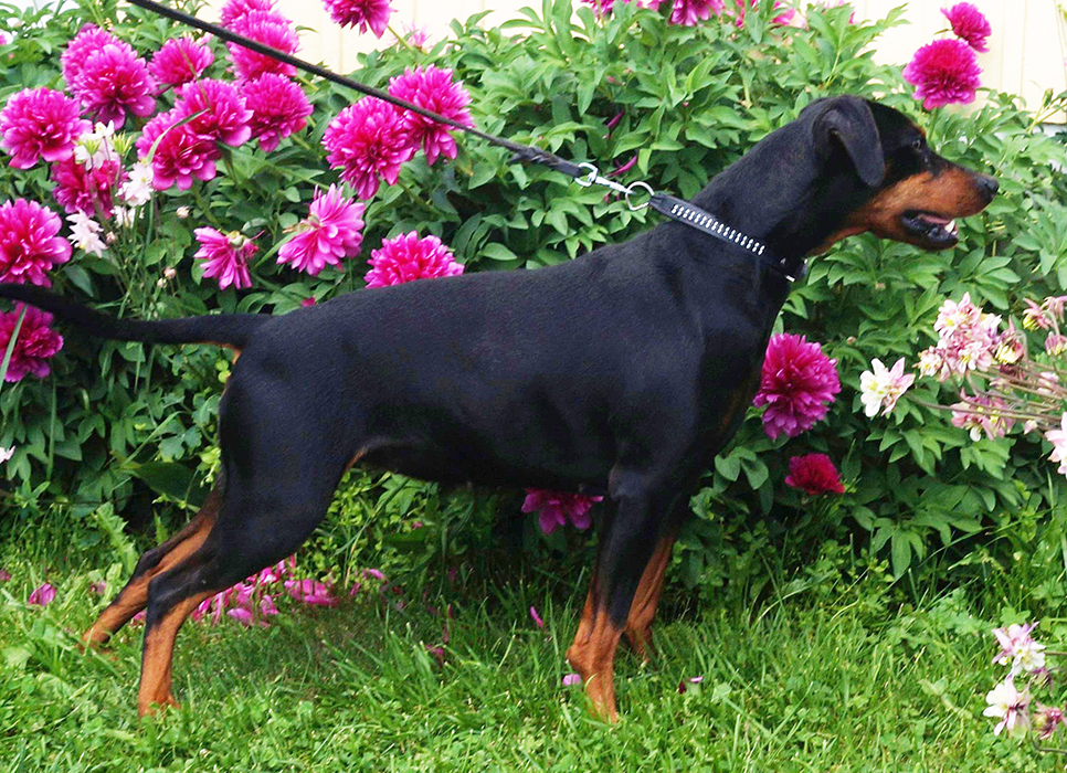 Pinscher * <3 7 veckor
